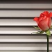 rose by ltodd