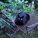 Black Cat by cwarrior