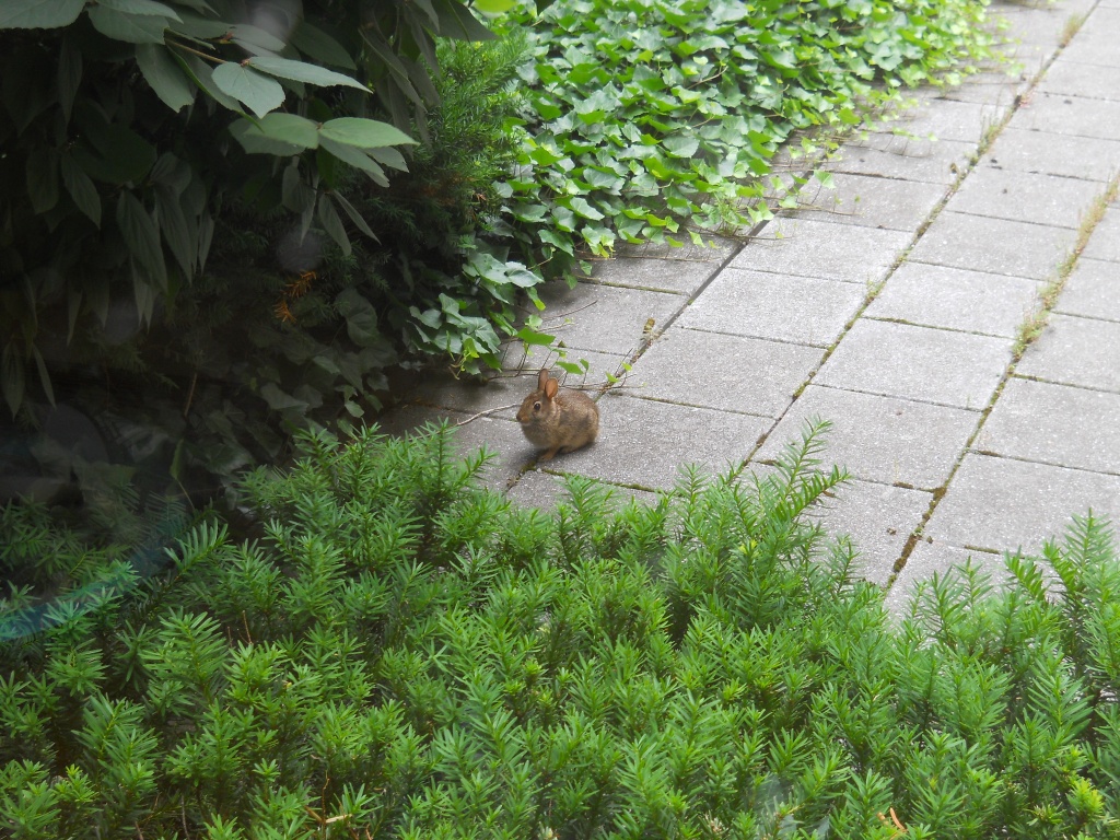 There's a bunny on the patio! by kchuk