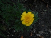 30th Jun 2011 - yellow flower