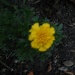 yellow flower by kchuk