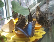 18th May 2011 - Butterfly Breakfast