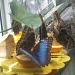 Butterfly Breakfast by jnadonza