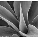 Black and White Catus by flygirl
