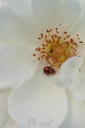 2nd Jul 2011 - The Ladybird and the Rose