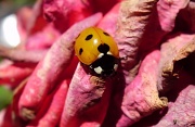 1st Jul 2011 - Ladybird On A Rose