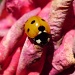Ladybird On A Rose by itsonlyart