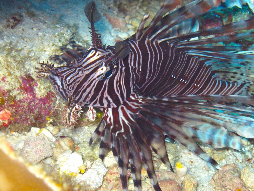A face only its mother could love/ugly-beautiful - The Lionfish by lbmcshutter
