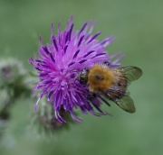 2nd Jul 2011 - Bee