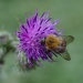 Bee by karendalling