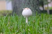2nd Jul 2011 - Mushroom