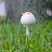 Mushroom by stcyr1up