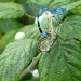 Mating dragonflies by dulciknit