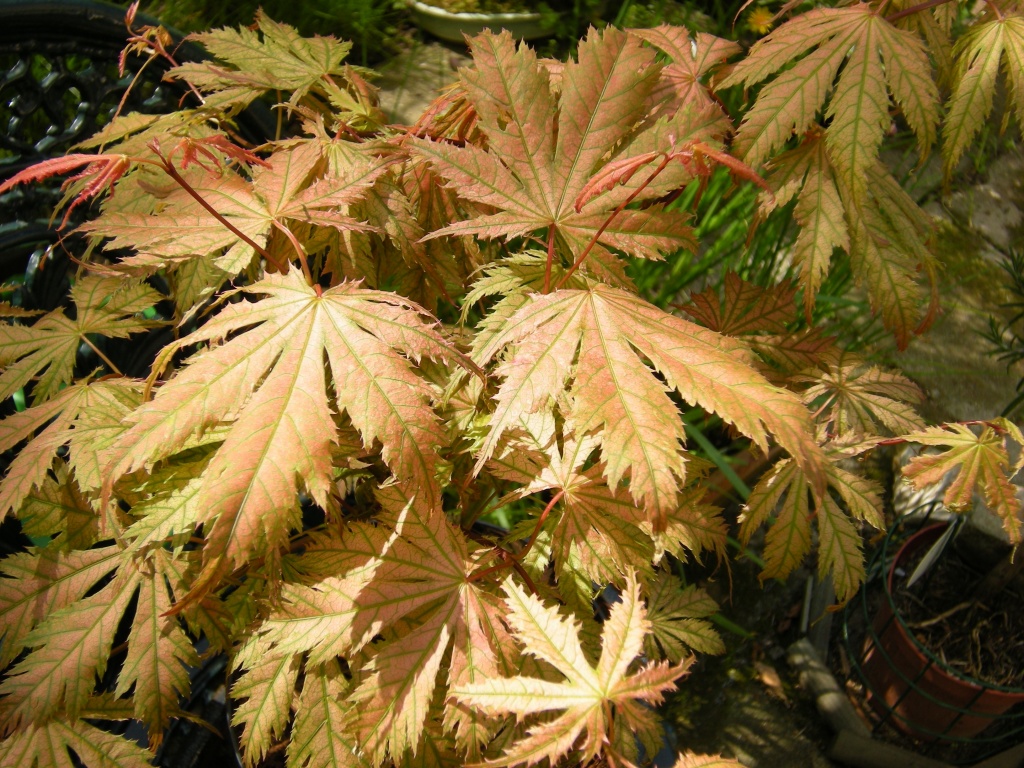 an Acer palmatum in the morning sun by pyrrhula