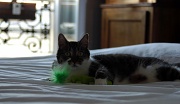2nd Jul 2011 - Playing with the green mouse