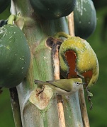 3rd Jul 2011 - Christmas Island White Eye eating papaya