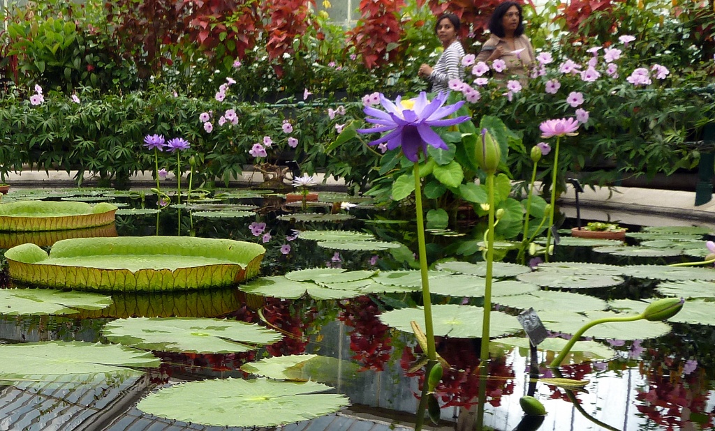 Tall water lilies by dulciknit