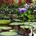 Tall water lilies by dulciknit