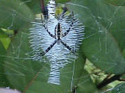 3rd Jul 2011 - Banana Spider
