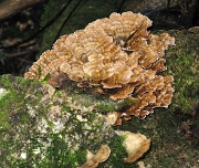 2nd Jul 2011 - Fungus