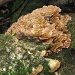 Fungus by loey5150