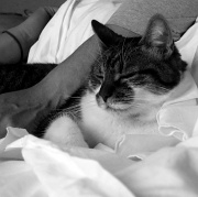 3rd Jul 2011 - Cuddle nap