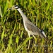 Yellow Crowned Night Heron by twofunlabs