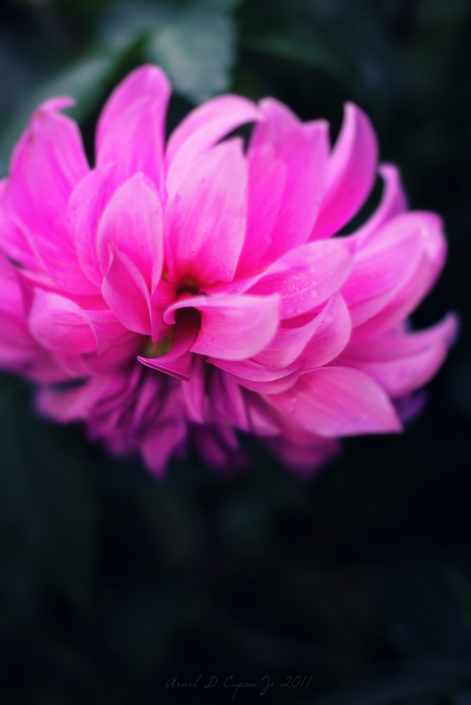 Chrysanthemum by nellycious