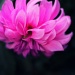 Chrysanthemum by nellycious