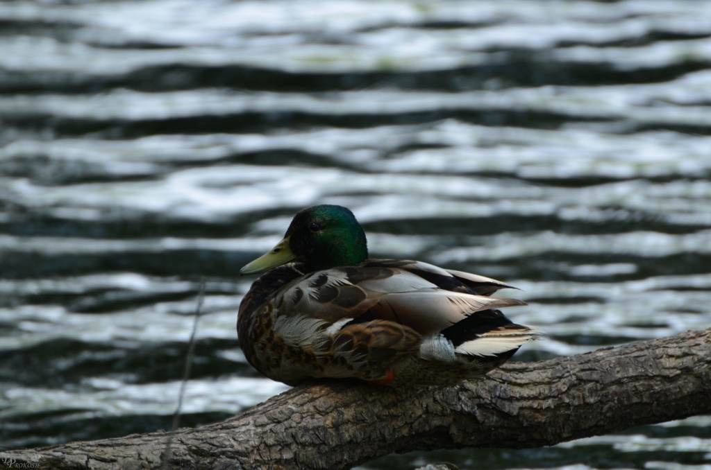 Beautiful colours in the duck by dora