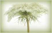 3rd Jul 2011 - Weed, Wildflower Or Wedding Bouquet