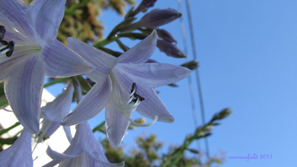 hosta flower by summerfield