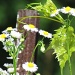 Fence Post Flowers by juletee