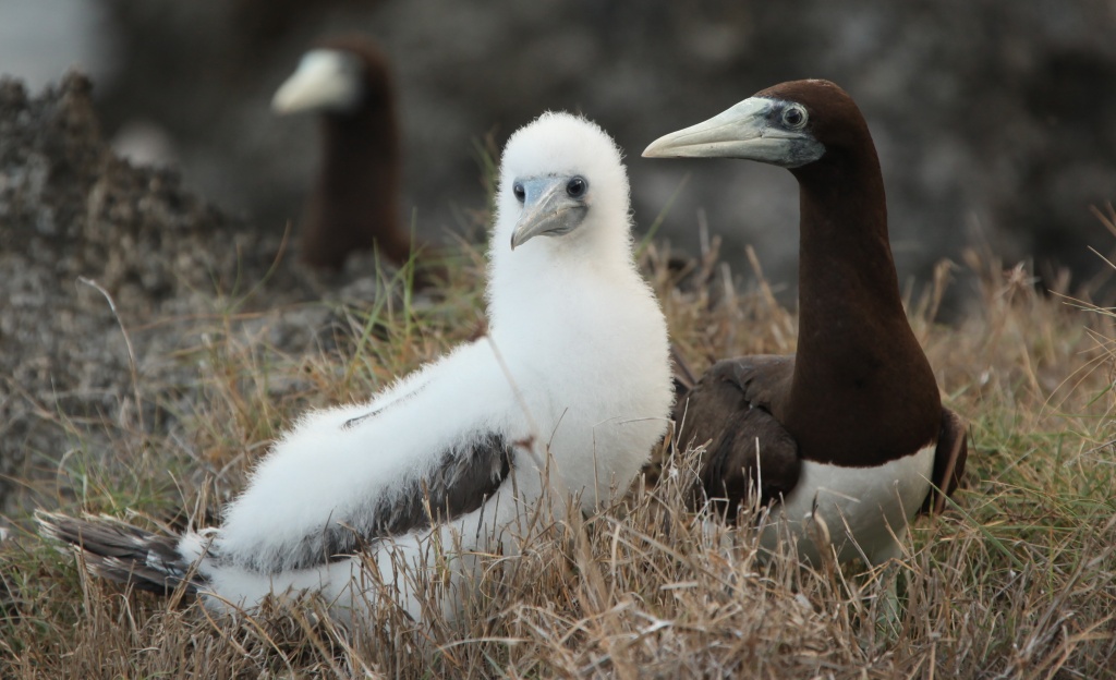 Mother and baby Brown Booby - no getting lost in the jungle for this shot either! by lbmcshutter