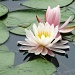 water lily by mjmaven