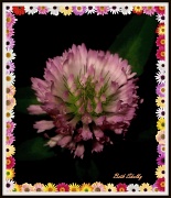 6th Jul 2011 - Clover Blossum