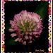 Clover Blossum by vernabeth
