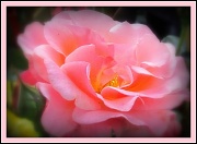 4th Jul 2011 - My First Rose