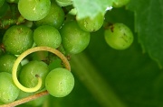 4th Jul 2011 - Traminette Grapes on the Vine