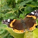 At last! A butterfly! by dulciknit