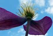 1st Jul 2011 - Clematis with three petals missing !