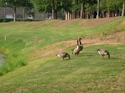1st Jul 2011 - Geo-geese