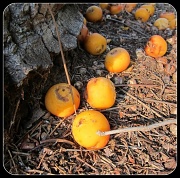 5th Jul 2011 - Fallen Fruit