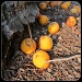 Fallen Fruit by allie912