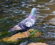 2nd Jul 2011 - Pigeon