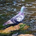 Pigeon by grannysue