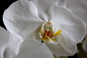 3rd Jul 2011 - White Orchid