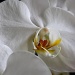White Orchid by kerosene