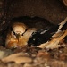 Nesting Golden Bosun Bird - they nest on the ground and often fall victim to feral cats by lbmcshutter
