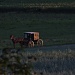 Amish Buggy by lisabell